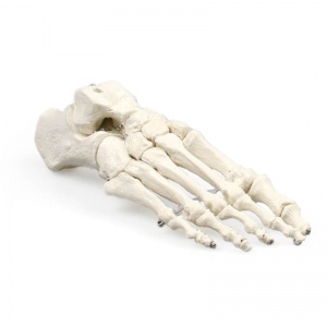 Model Foot Skeleton